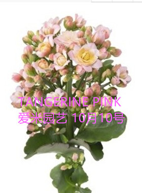 爱米园艺长寿花重新长寿花新品切花-SENSUAL PINK-TANGERINE PINK