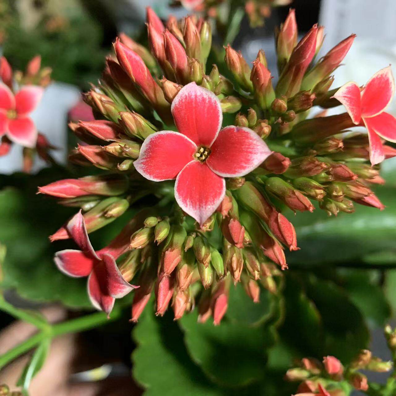 爱米园艺长寿花进口盆栽绿植开花花卉带花苞发货新品-火烈鸟