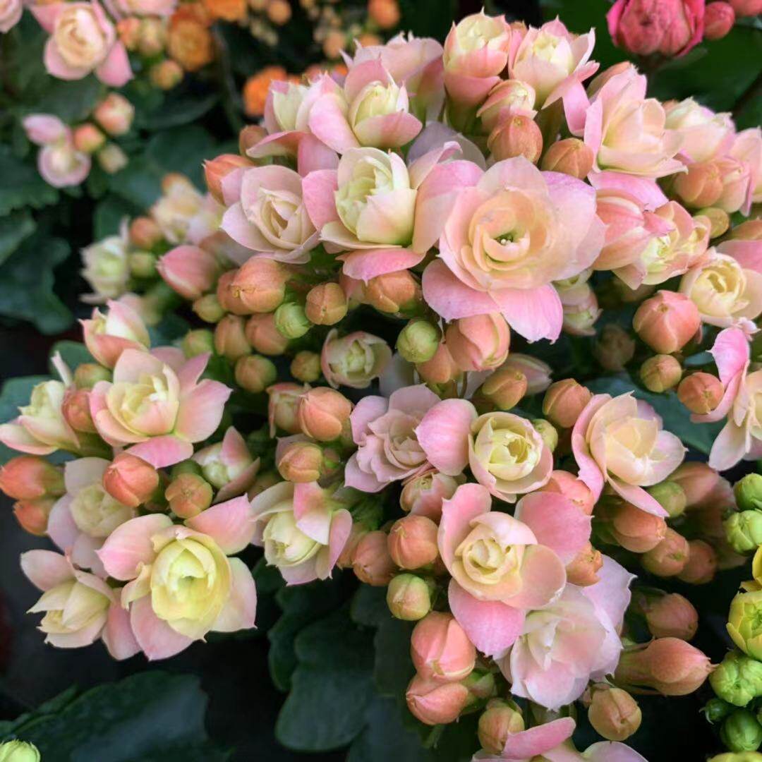 爱米园艺长寿花盆栽重瓣开花花卉长寿花新品巴黎奶油慕斯--维罗纳