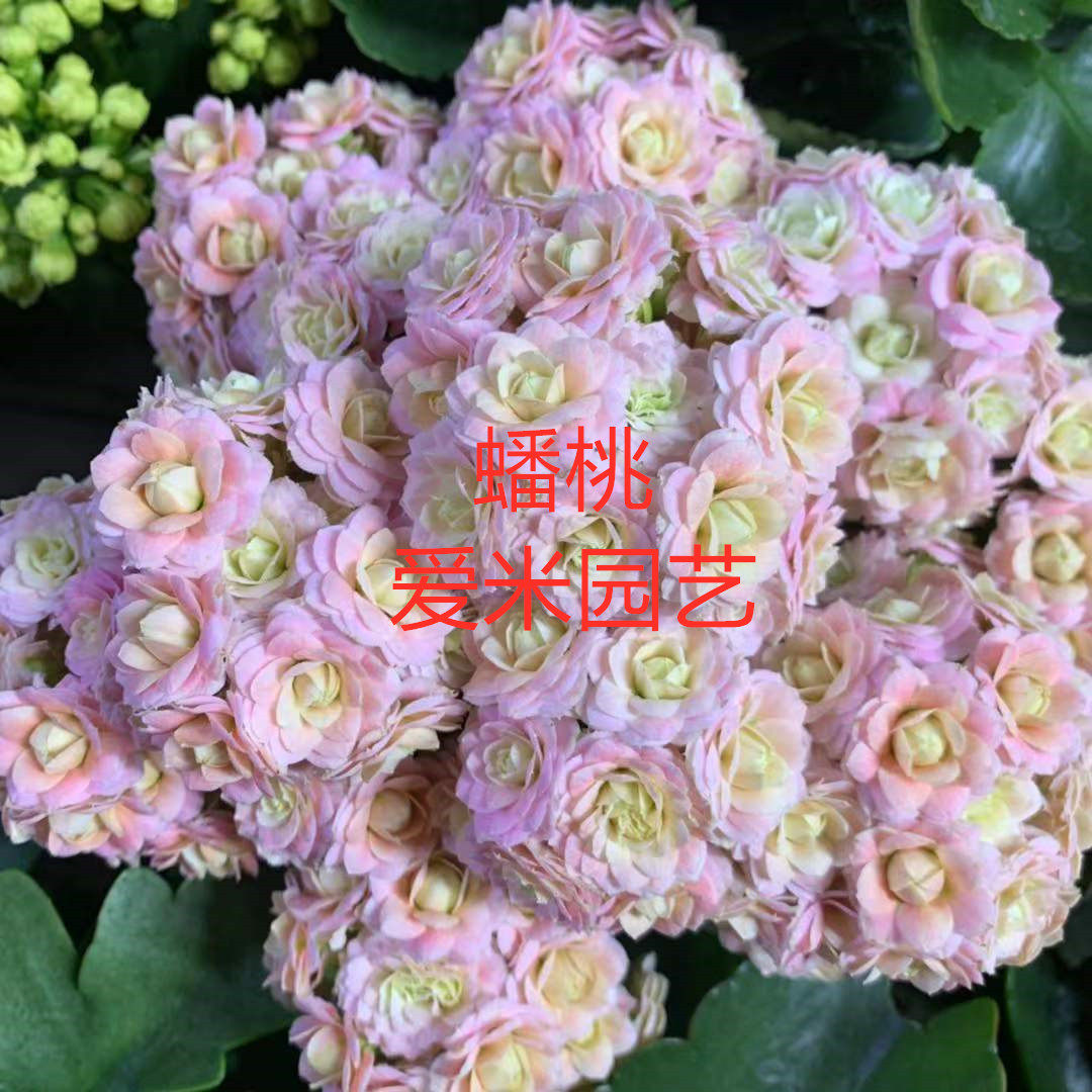 爱米园艺长寿花盆栽大花重瓣开花花卉带花苞-测试品粉色3-1-蟠桃