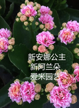绿植园艺重瓣盆栽长寿花