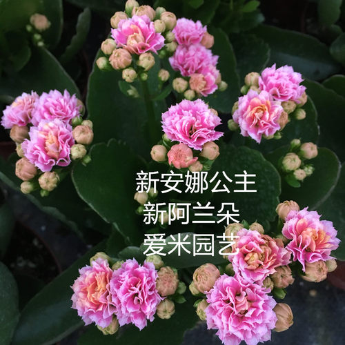 绿植园艺重瓣盆栽长寿花