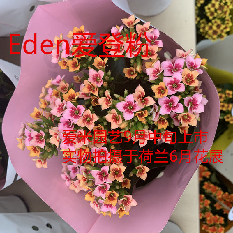 长寿花单瓣长寿花盆栽绿植室内花卉-复色精灵系列-eden爱登粉