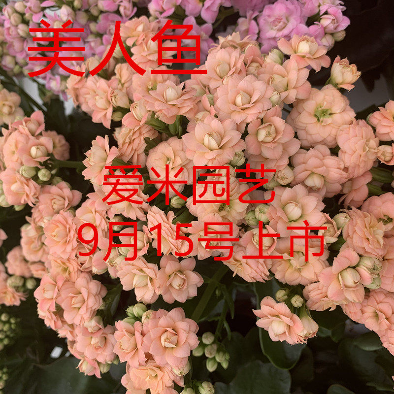 爱米园艺长寿花重瓣彩妙雅致系列-白鲸-独角兽海豚-三文鱼-美人鱼