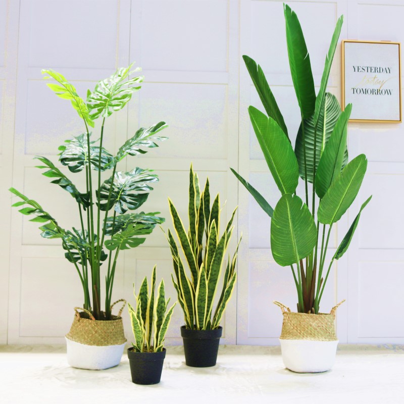 Northern Europe Artificial Plants Phnom Penh Sansevieria Sansevieria to ground Potted plant indoor decorate Green plant bonsai a decorationin the Flower delivery/Flowers simulation/Plants gardening , Artificial flowers/Plants/Finished fruits and vegetables (New) , Simulation plants  category - from Buy2taobao.com to provide professional Taobao agent buy service