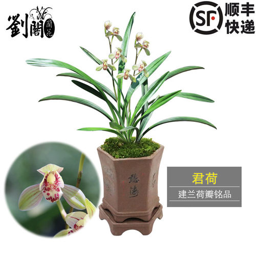 君荷庭院阳台夏秋开花基地直销