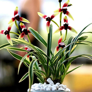 金尊红颜 夏带花苞出售 金边兰花苗好养活室内名贵花卉绿植盆栽