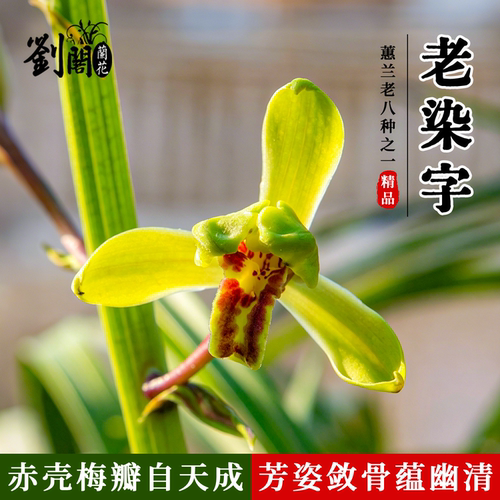 蕙兰老八种之老染字精品赤壳梅瓣