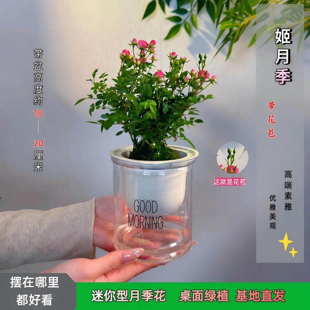 【带花带盆】迷你超微姬月季苔藓球四季好养花卉阳台桌面绿植盆栽