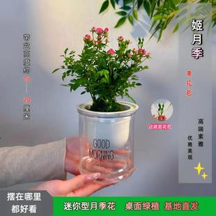 【带花带盆】迷你超微姬月季苔藓球四季好养花卉阳台桌面绿植盆栽
