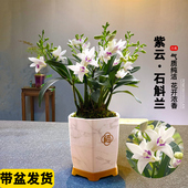 迷你紫云石斛兰室内盆栽现带花出售矮种兰花植物桌面花卉办公绿植