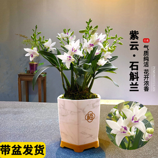 紫云石斛兰室内盆栽现带花出售淡香兰花植物桌面花卉办公室绿植