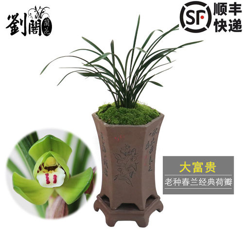 春兰经典荷瓣老种大富贵