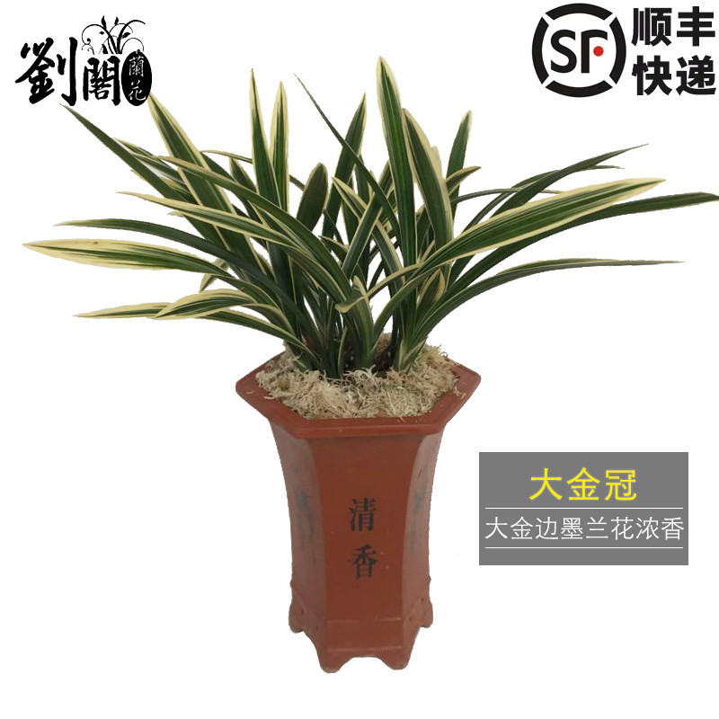 刘阁兰花苗大金冠 大金边线叶艺兰冬带浓香花苞出售 花卉兰草盆栽