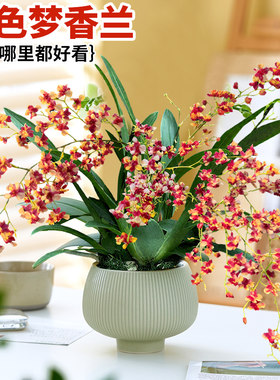 年宵花现带花苞好养易活