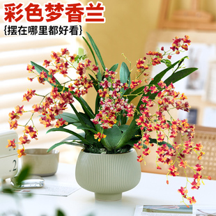 刘阁兰花文心兰盆栽花苗梦香兰室内阳台兰花年宵花现带花苞好养