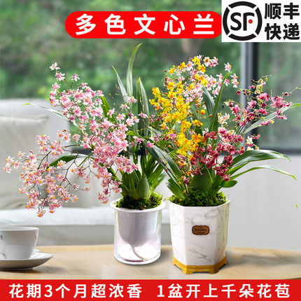 香水味文心兰当年开花现带花苞梦香兰花苗浓香花卉盆栽水培植物