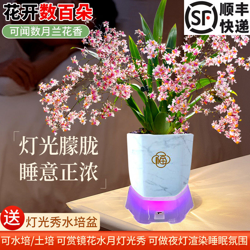 现带花苞香水兰花苗带灯光盆