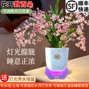 梦香文心兰盆栽现带花苞香水兰花苗带灯光盆室内绿植四季花卉好养