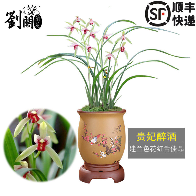 建兰贵妃醉酒盆栽好养花卉