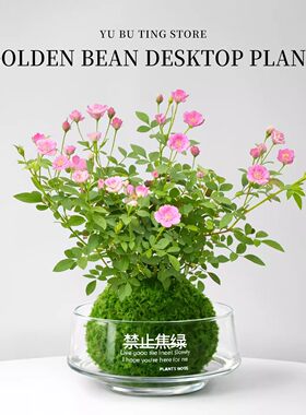 姬月季苔藓球水培迷你室内盆栽