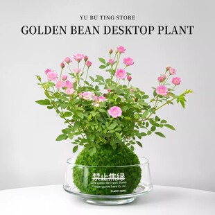 姬月季苔藓球超微月季水培植物室内迷你小盆栽办公室桌面花卉绿植