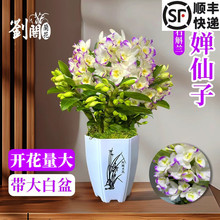 浓香兰花苗 月婵春石斛兰 冬带花苞出售好养室内绿植盆栽桌面花卉