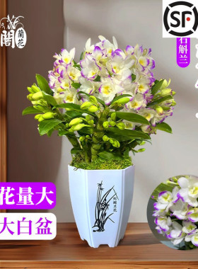 浓香兰花苗 月婵春石斛兰 冬带花苞出售好养室内绿植盆栽桌面花卉