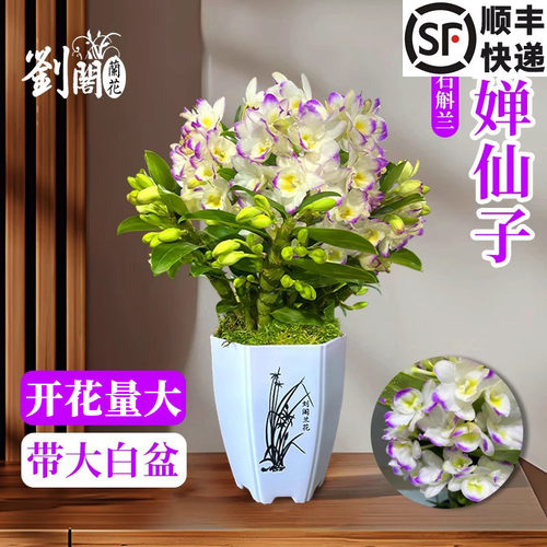 月婵仙子石斛兰冬带花苞出售