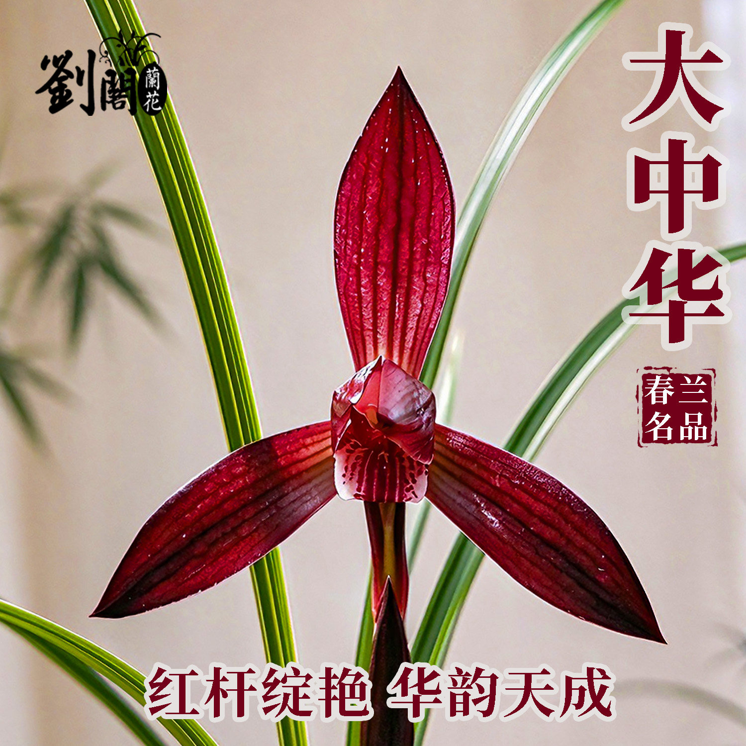 名贵春兰花大中华娄山红冬带花苞