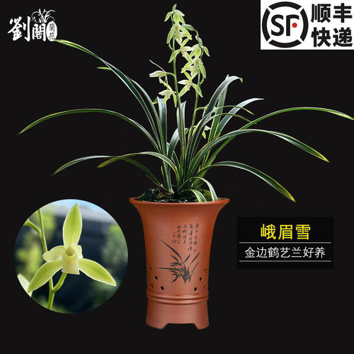 峨眉雪现带花苞出售好养
