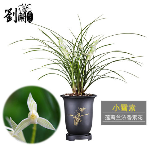 绿植盆栽好养花卉小雪素