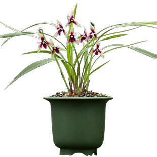 刘阁兰花苗 四季兰名贵品种红素花赤诚 夏带花苞出售高档花卉盆栽