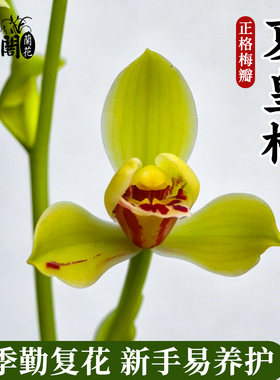 兰花苗建兰四季兰梅瓣铭品夏皇梅