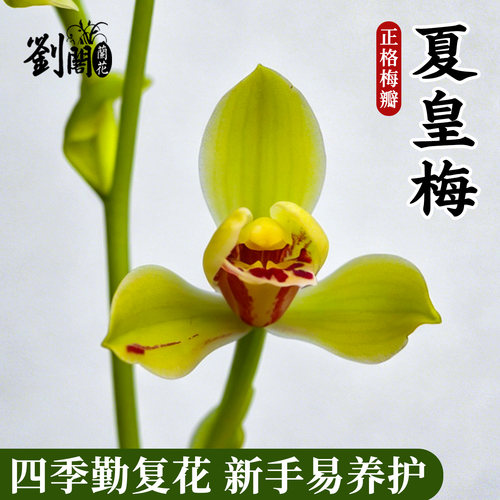 兰花苗建兰四季兰梅瓣铭品夏皇梅