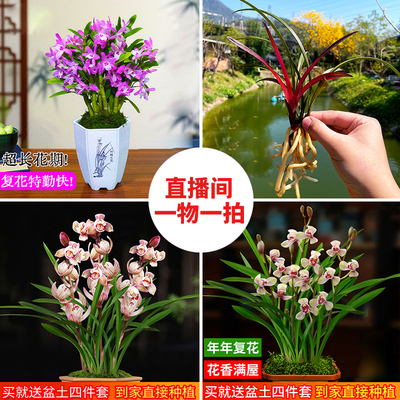 基地现场直播兰花苗直播一物一拍