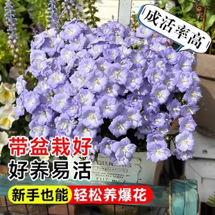 丹麦风铃花盆栽带花苞出售重瓣梦露风铃草四季开花阳台庭院卉绿植