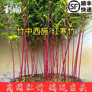 红寒竹红竹朱竹高档高端竹苗好养紫寒竹竹子室内阳台茶桌绿植