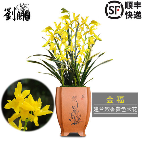 建兰有香味盆栽好养花卉