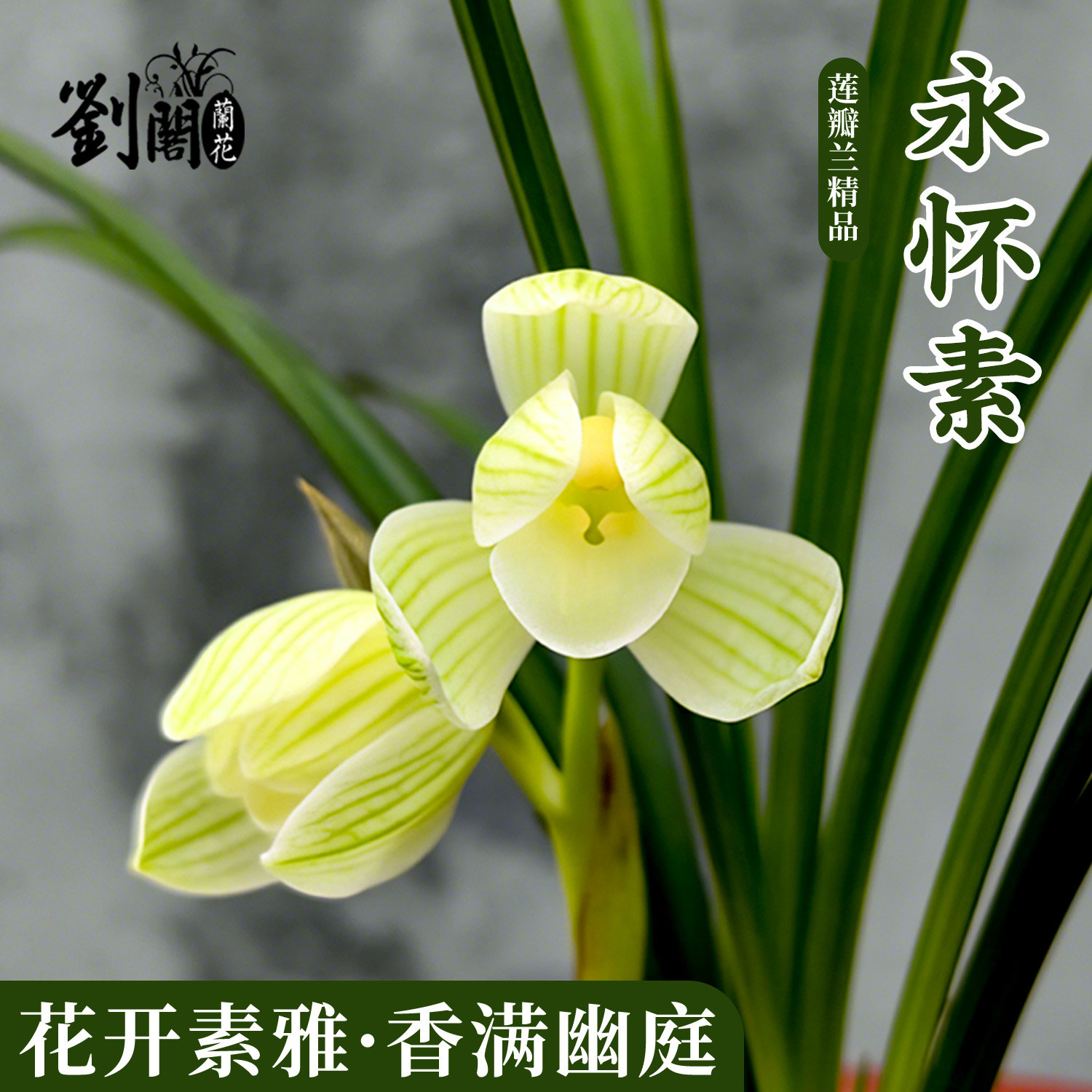 莲瓣兰名品永怀素兰花盆栽带花苞