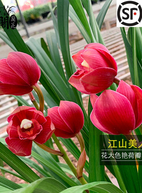 送盆土肥】名贵有香味的兰花苗 大花荷瓣江山美人 冬带花苞卉盆栽