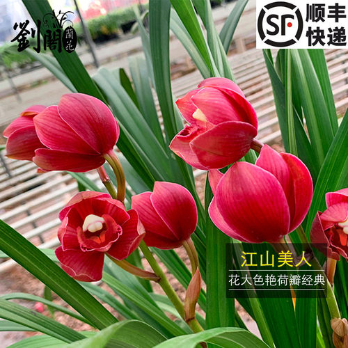 名贵有香味荷瓣兰花苗送盆