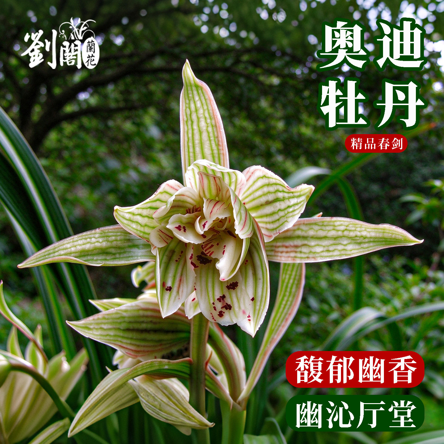 奥迪牡丹冬带花苞盆栽浓香兰花苗