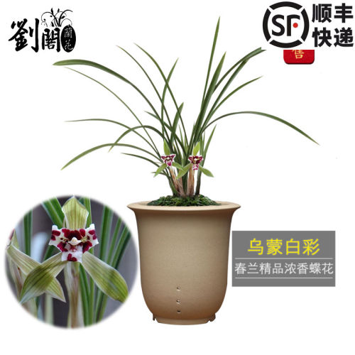 乌蒙白彩春兰蝶花冬带浓香花苞