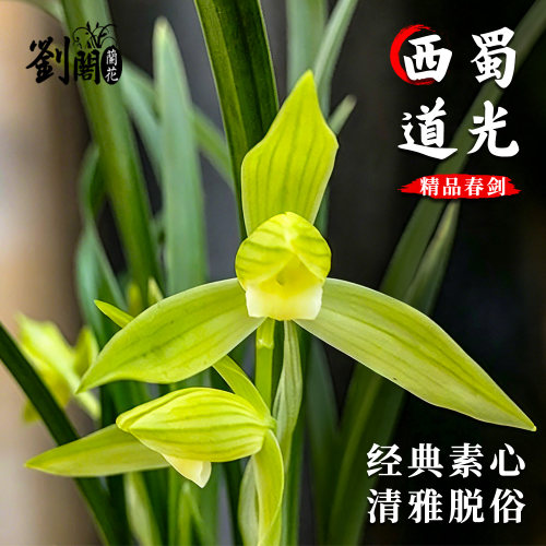 刘阁兰花苗春剑西蜀道光冬带花苞