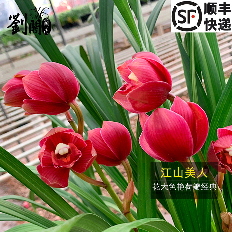 名贵有香味荷瓣兰花苗送盆