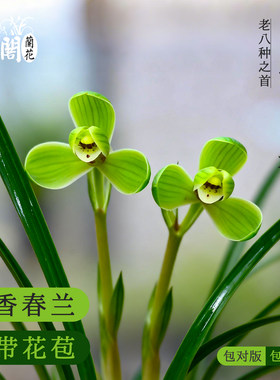 名贵浓香老种兰花苗宋梅冬带花苞