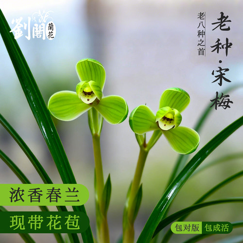 名贵浓香老种兰花苗宋梅冬带花苞