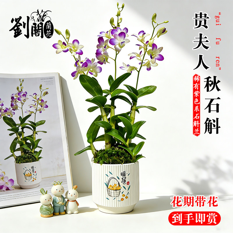 名贵泼墨石斛兰花苗贵夫人现带花苞室内桌面好养浓香盆栽花卉绿植