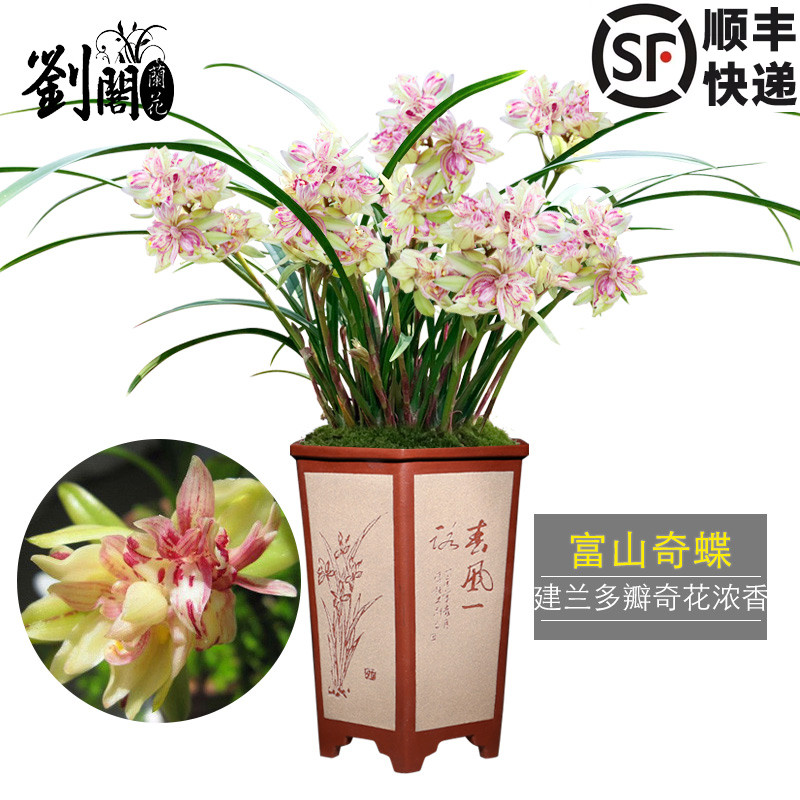 传统建兰老种富山奇蝶四季兰花卉
